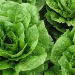 Coltivazione Lattuga