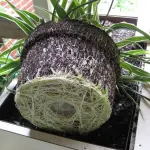 Piante da Appartamento : Invasatura, Rinvaso, Rinterratura