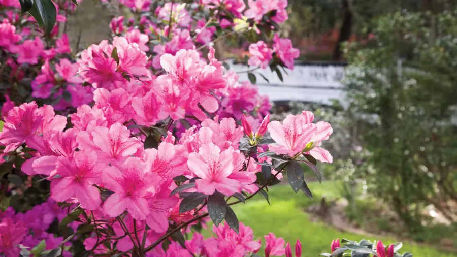 Coltivazione Azalea : Guida Informativa per la Coltivazione e Cura