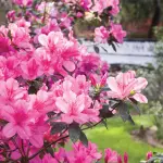 Coltivazione Azalea : Guida Informativa per la Coltivazione e Cura