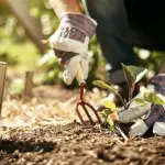 Consigli e Curiosità per il Giardinaggio