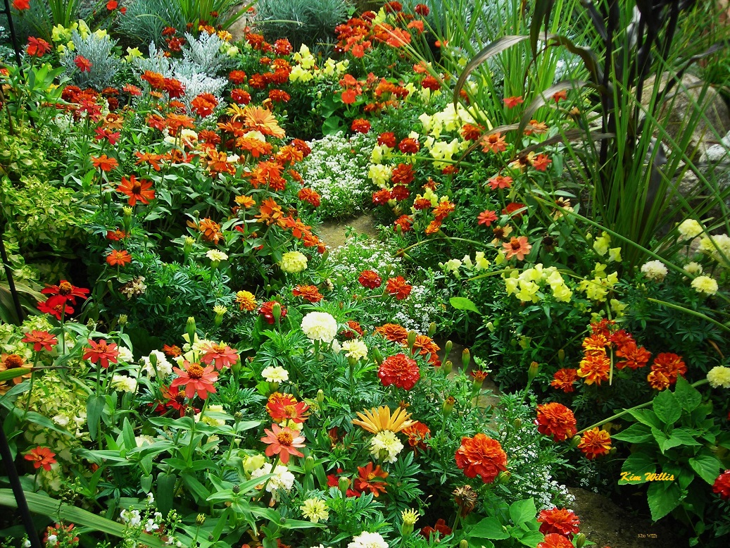 Piante Annuali Semirustiche