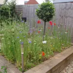 Creare un prato fiorito con fiori selvatici