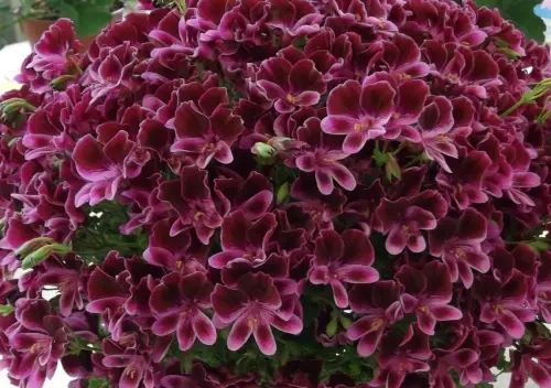 Pelargoni, guida completa a come coltivarli, riprodurli e concimarli