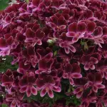 Pelargoni, guida completa a come coltivarli, riprodurli e concimarli