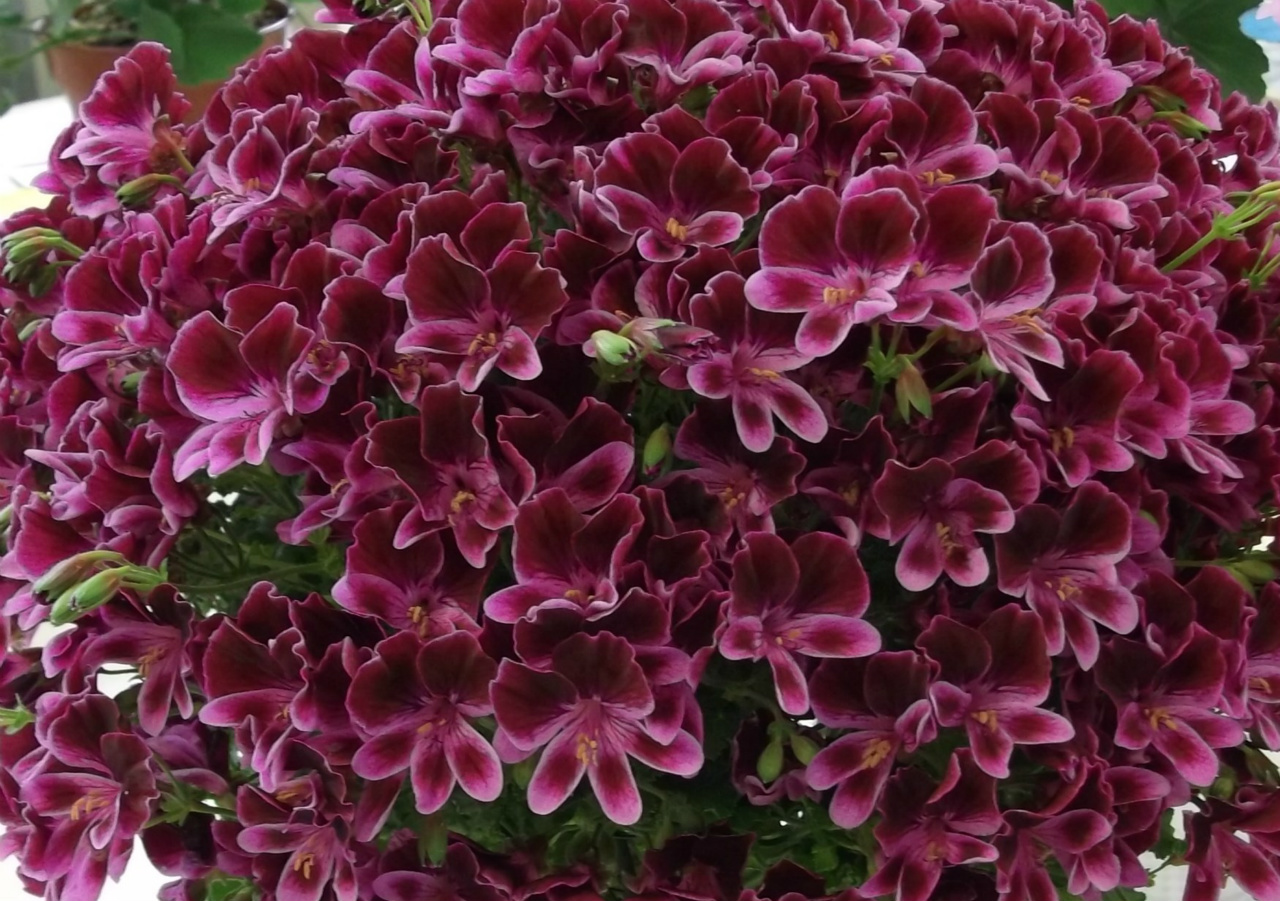 Pelargoni, guida completa a come coltivarli, riprodurli e concimarli