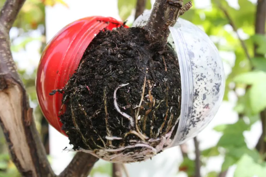 Propagazione di arbusti tramite margotta