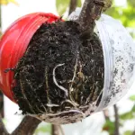 Propagazione di arbusti tramite margotta