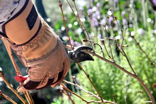 Potatura degli arbusti a foglia caduca