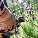 Potatura degli arbusti a foglia caduca