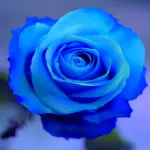 Rose: Tea, Rifiorenti ed a Cespuglio