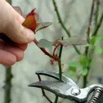 Come potare le rose? Guida alla potatura delle Rose