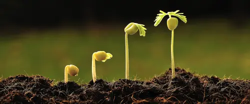 Botanica: Guida per Principianti