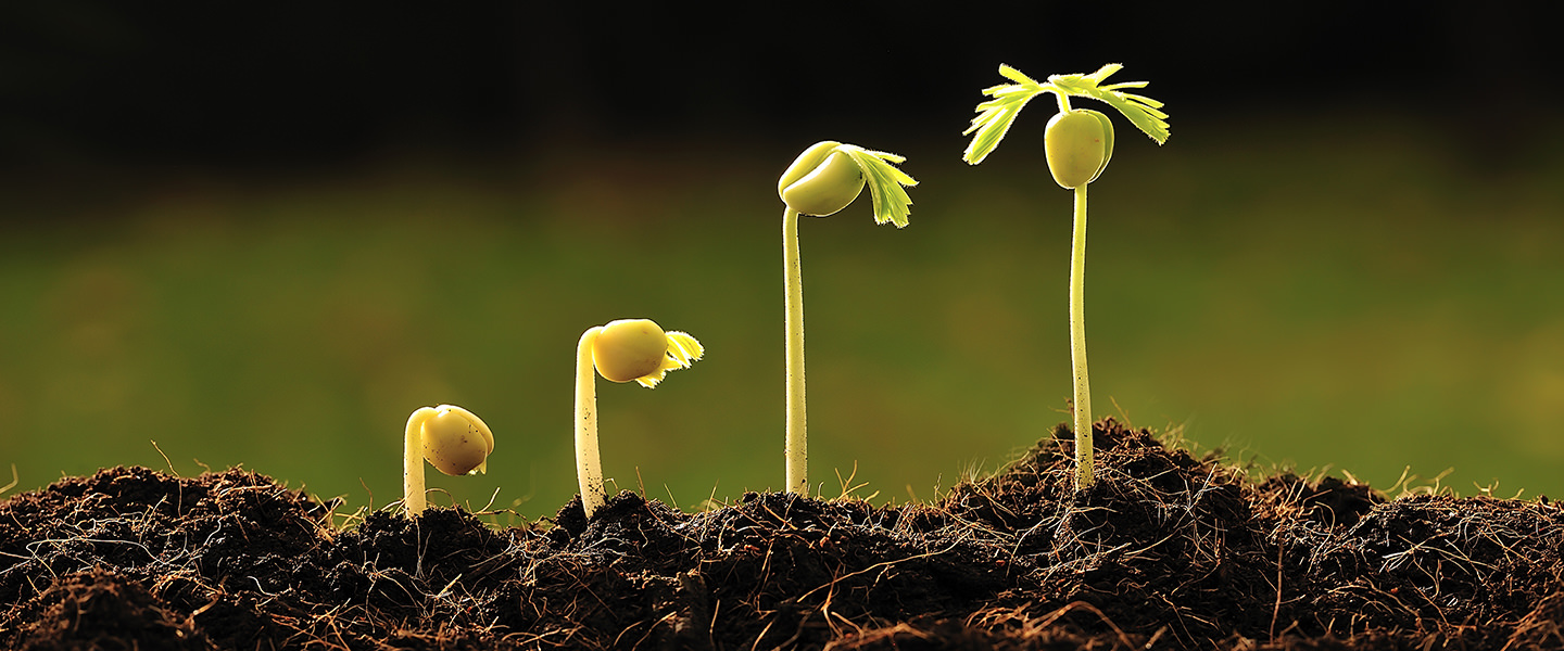 Botanica: Guida per Principianti