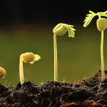 Botanica: Guida per Principianti