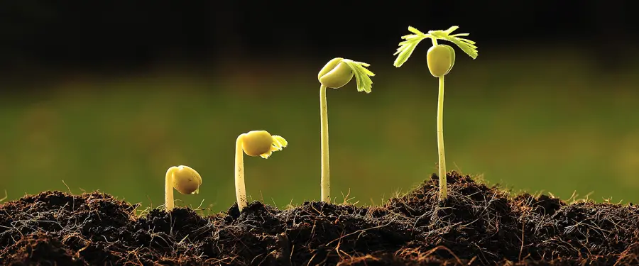 Botanica: Guida per Principianti