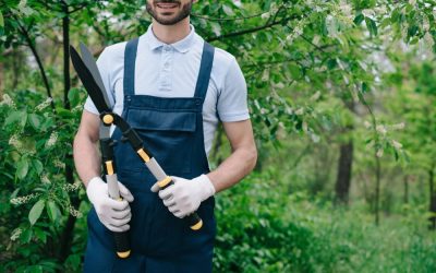 Giardinaggio professionale e arboricoltura: come prendersi cura degli alberi in città