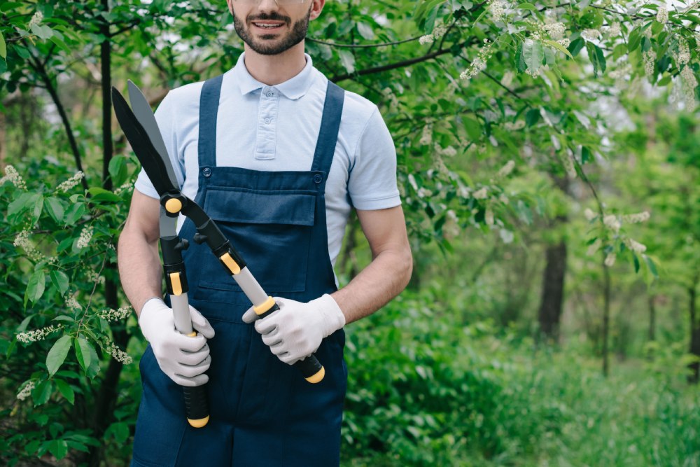 Giardinaggio professionale e arboricoltura: come prendersi cura degli alberi in città